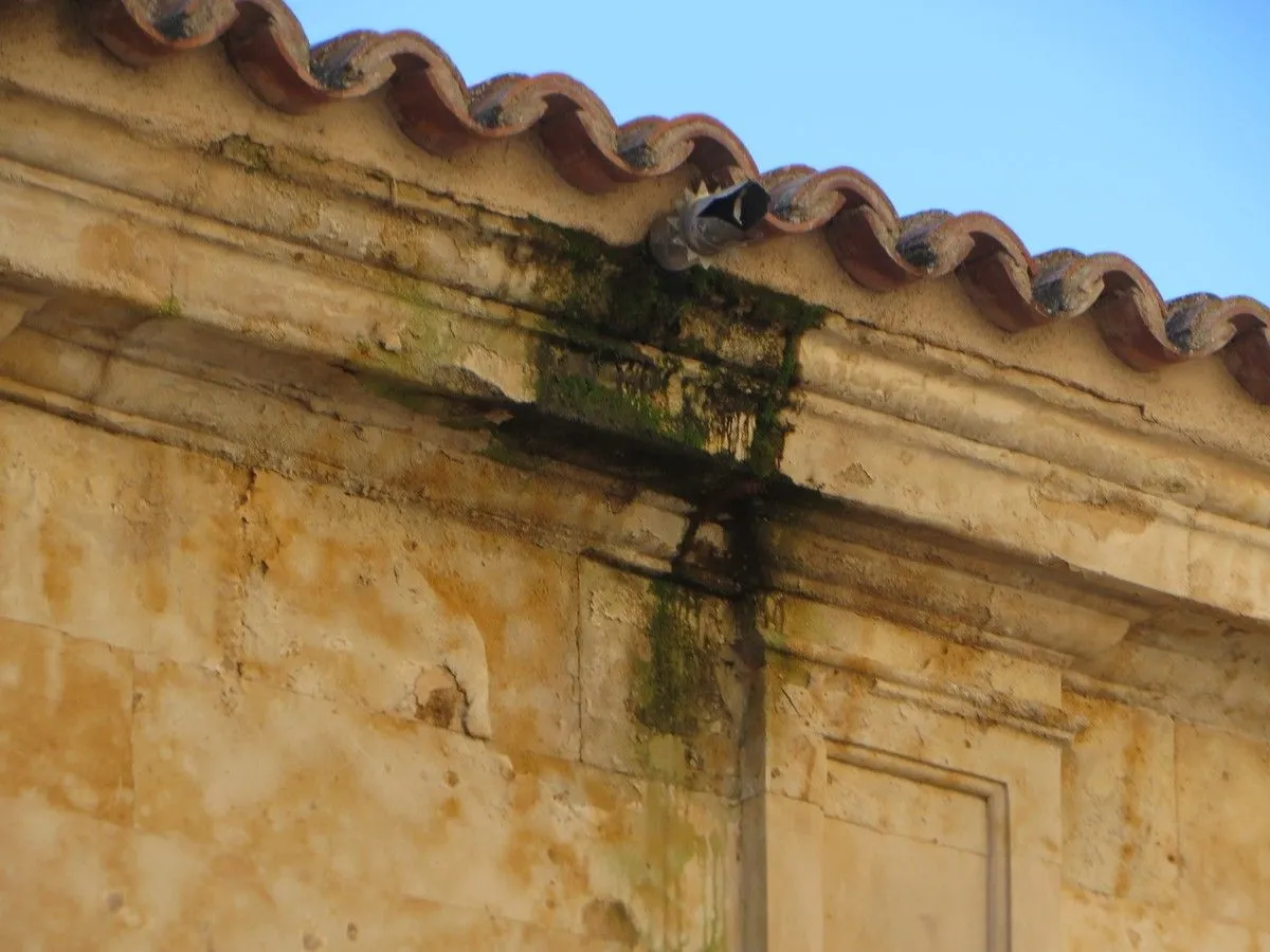 La asociación Ciudadanos por la Defensa del Patrimonio alerta del deterioro del Convento de las Claras. Fotos ACDP