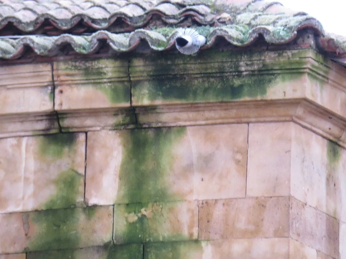 La asociación Ciudadanos por la Defensa del Patrimonio alerta del deterioro del Convento de las Claras. Fotos ACDP