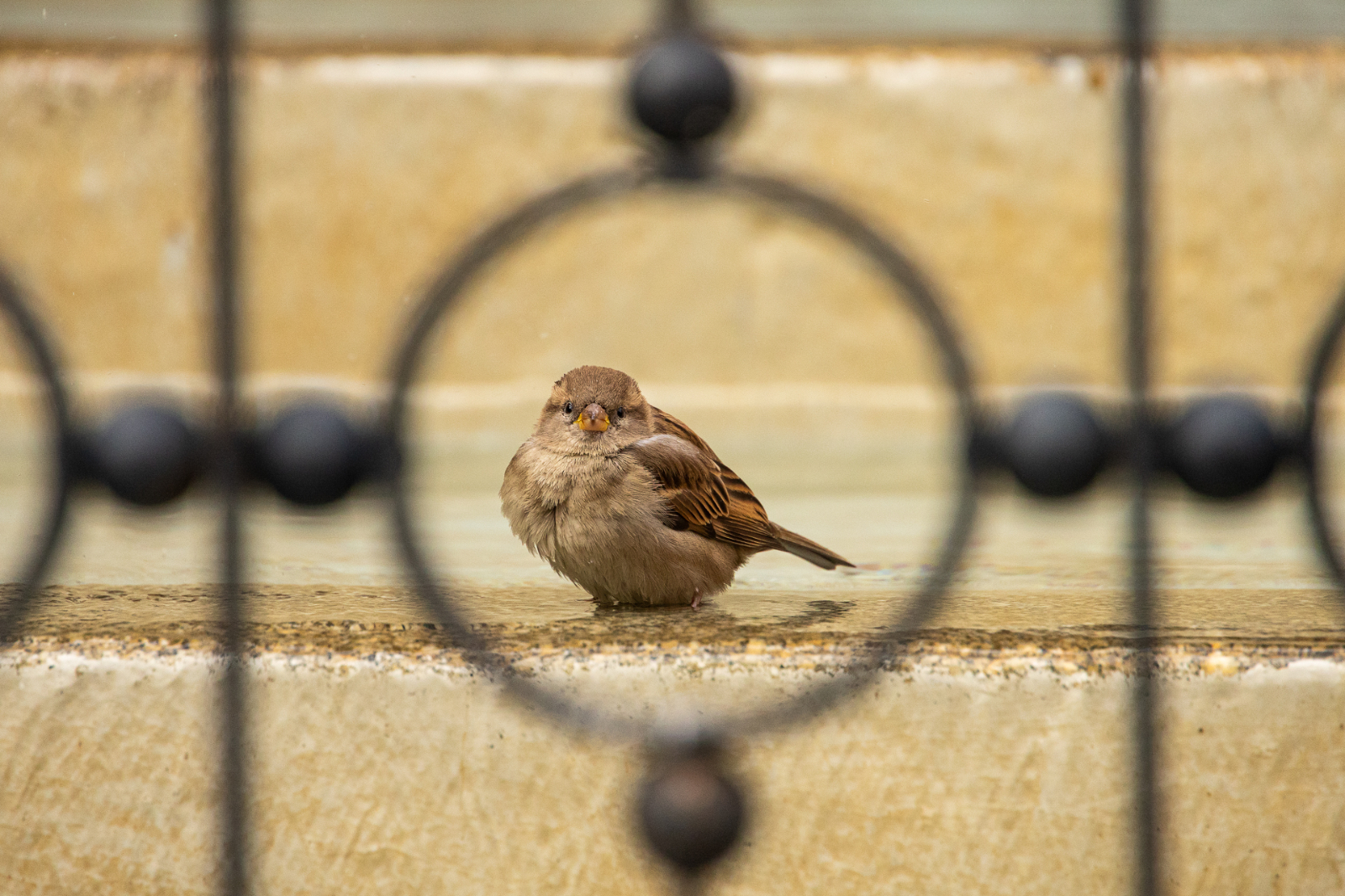 Pardal en la Rúa Mayor de Salamanca