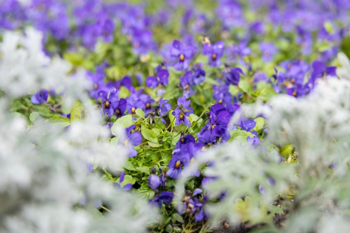 Flores en la plaza de Anaya, Salamanca