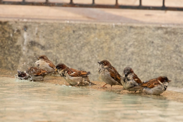 Fuente de la Rua Mayor, Salamanca