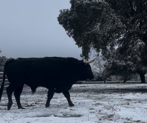 Nevada toros bravos Salamanca