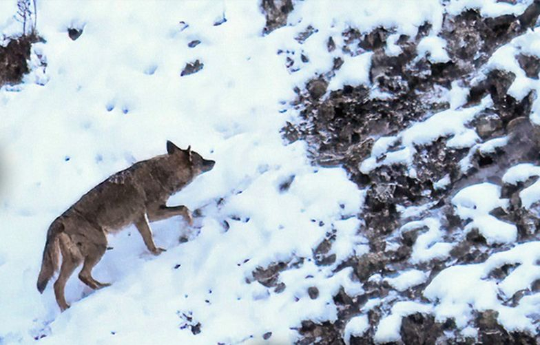 La mirada salvaje del lobo ibérico llega a Salamanca de la mano del fotógrafo Andoni Canela