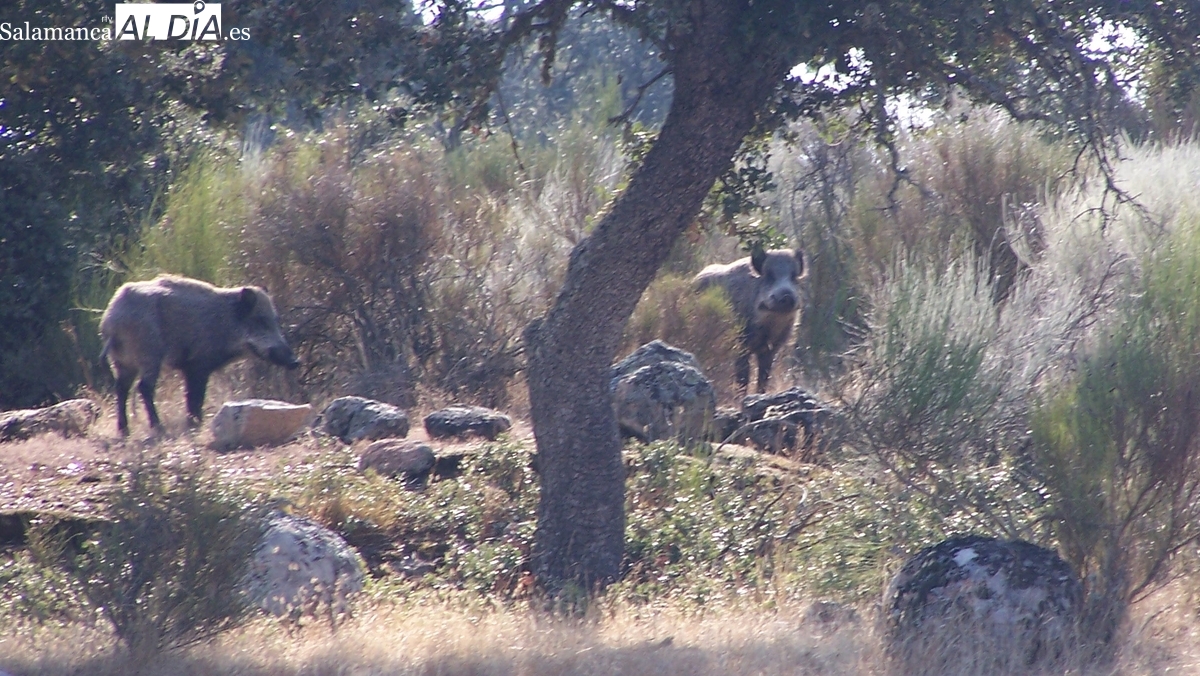 Ampliación de la caza del jabalí hasta el 8 de marzo