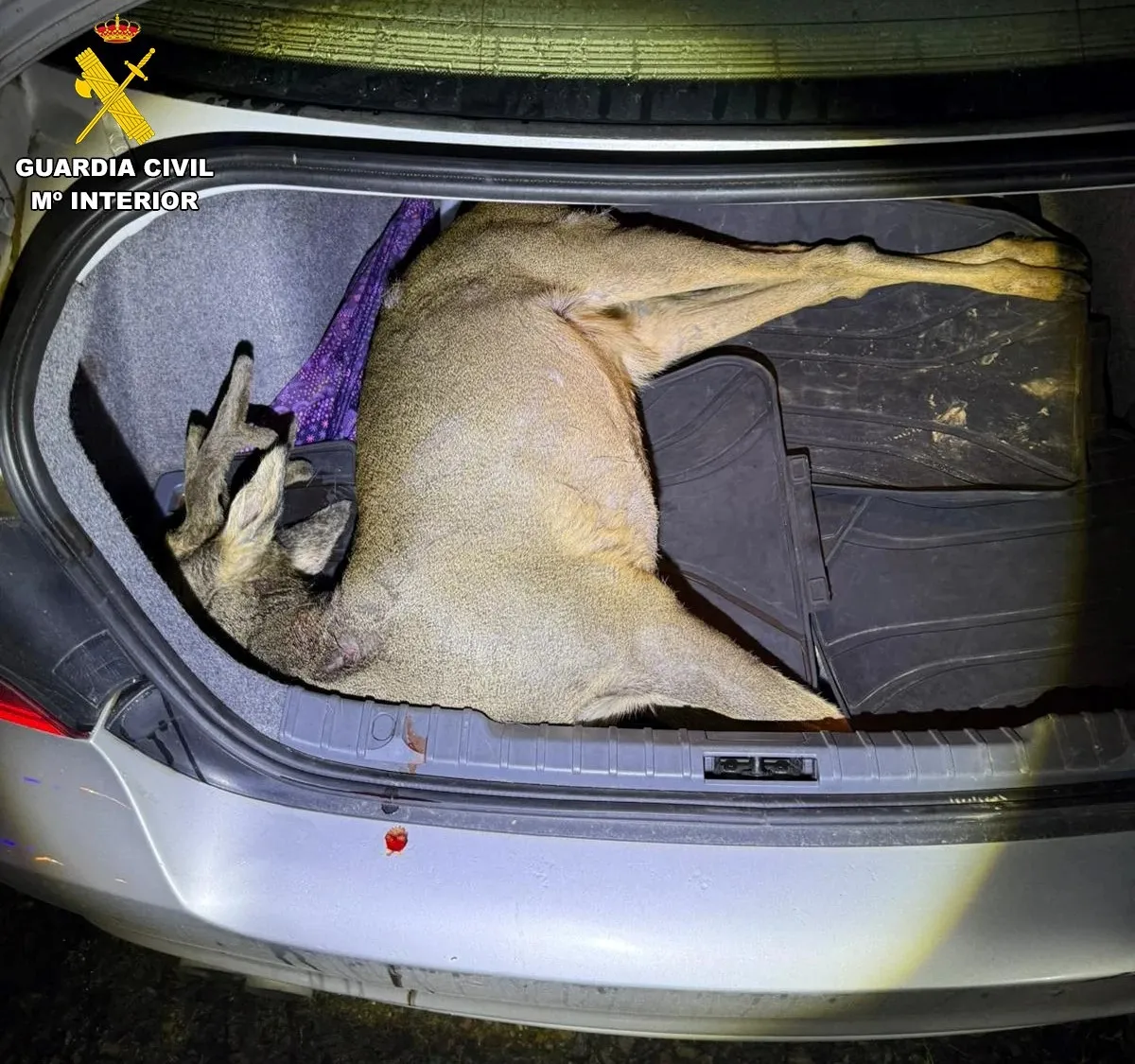 Foto 2 - La sangre en un coche aparcado delata a dos furtivos en El Payo con un corzo reci&eacute;n abatido
