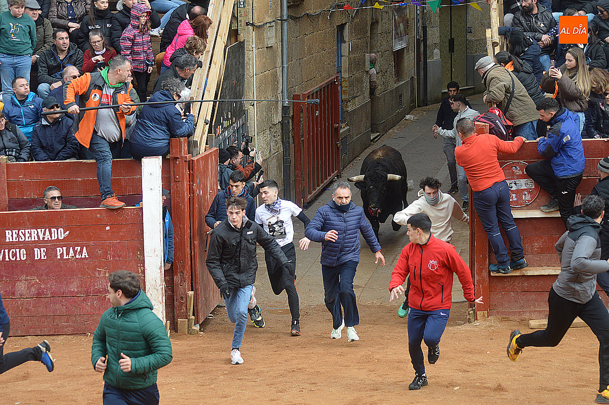 Los toros de la ganadería Fermín Bohórquez realizan un emocionante encierro el lunes de Carnaval del Toro de ciudad Rodrigo 