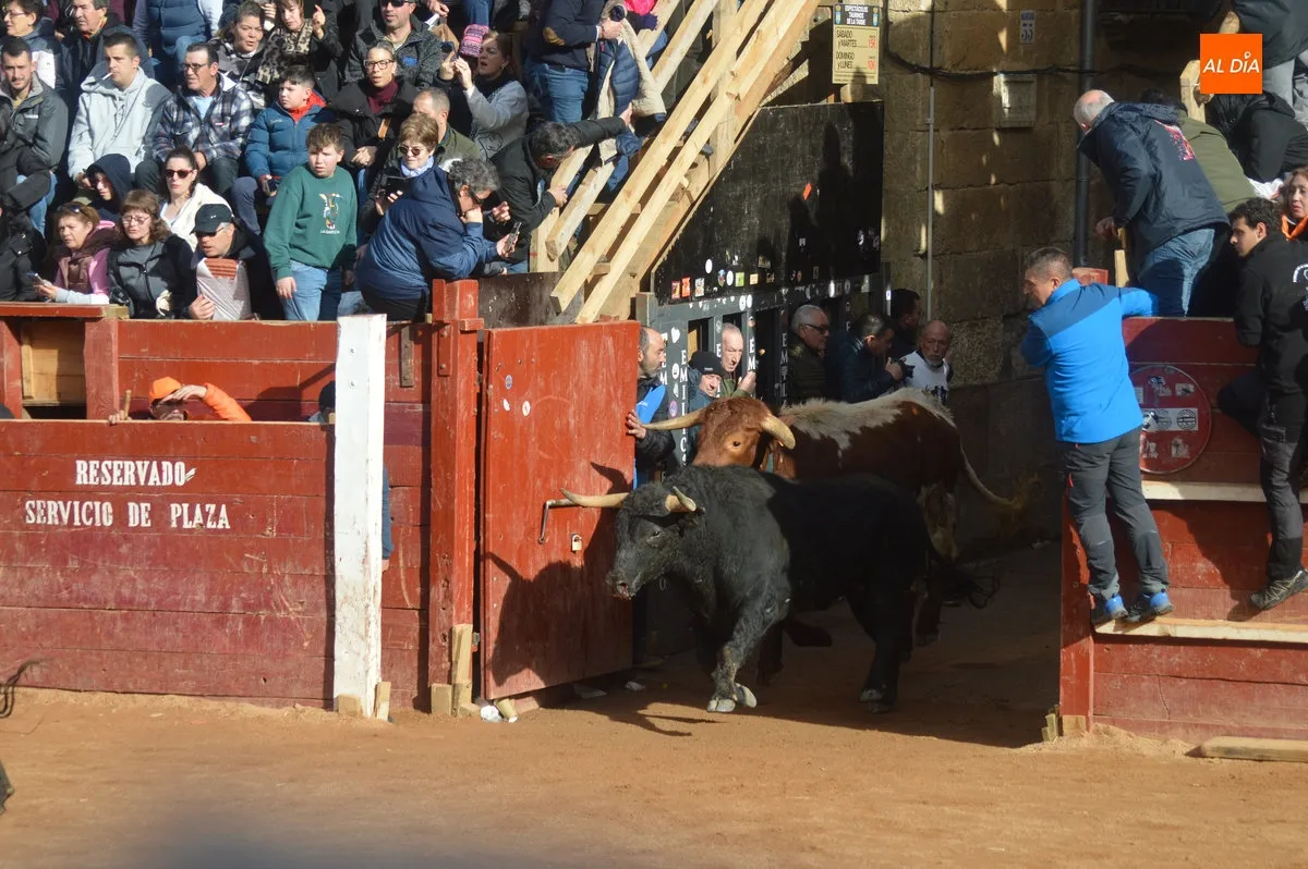 Encierro martes de Carnaval 