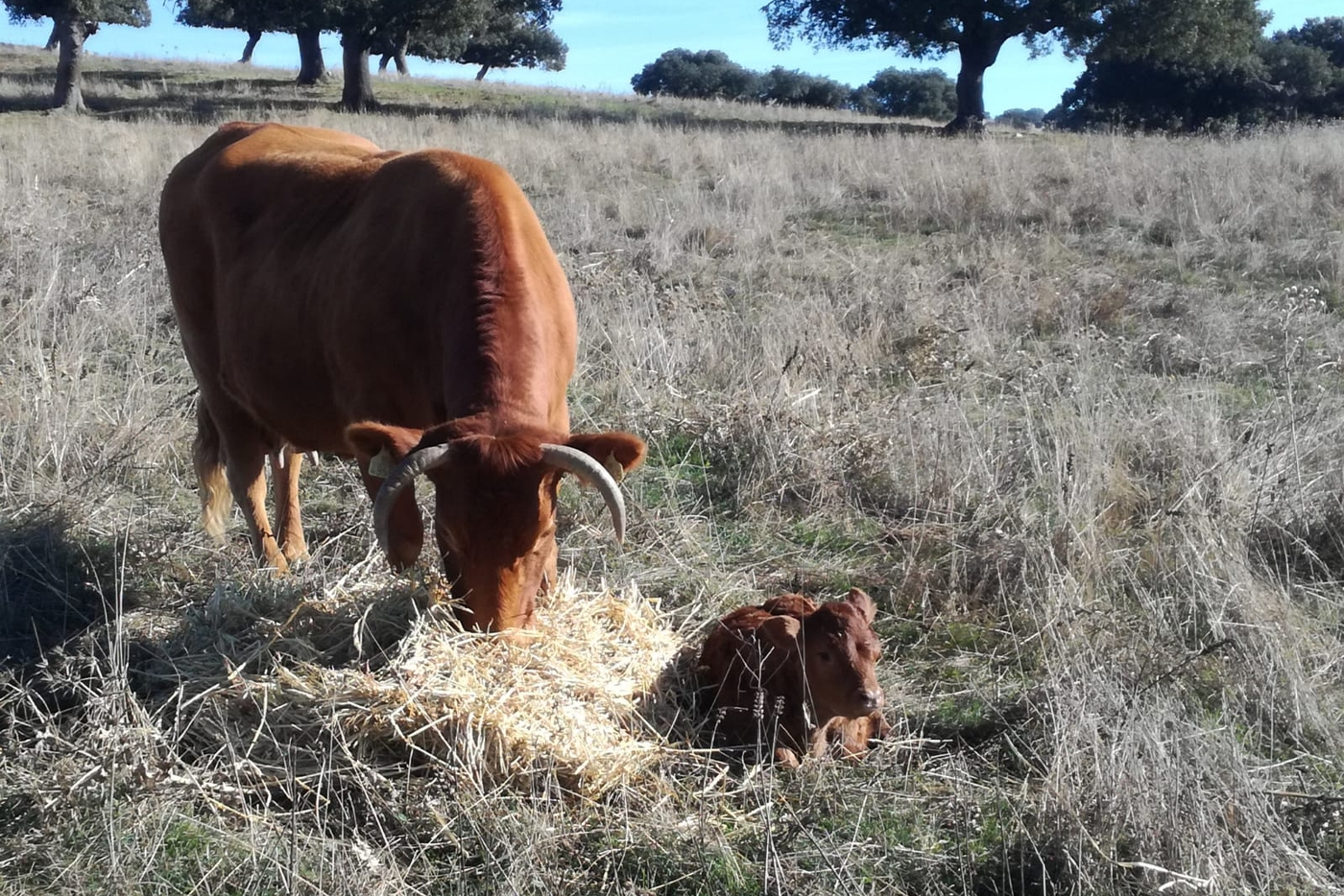 Dehesa Grande factura en 2025 más de 82 millones de euros