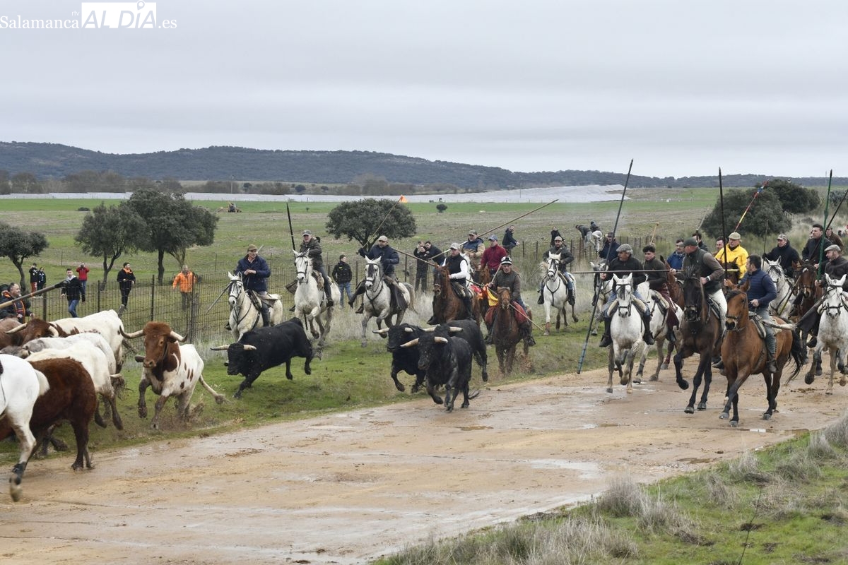Dos caballos corneados en el encierro de Ciudad Rodrigo