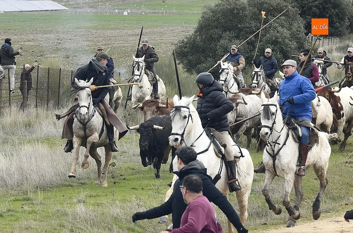 Encierro a caballo en ciudad Rodrigo