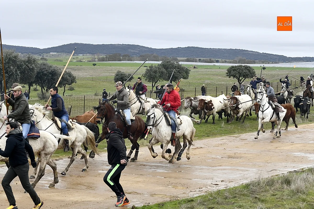 Encierro a caballo en ciudad Rodrigo