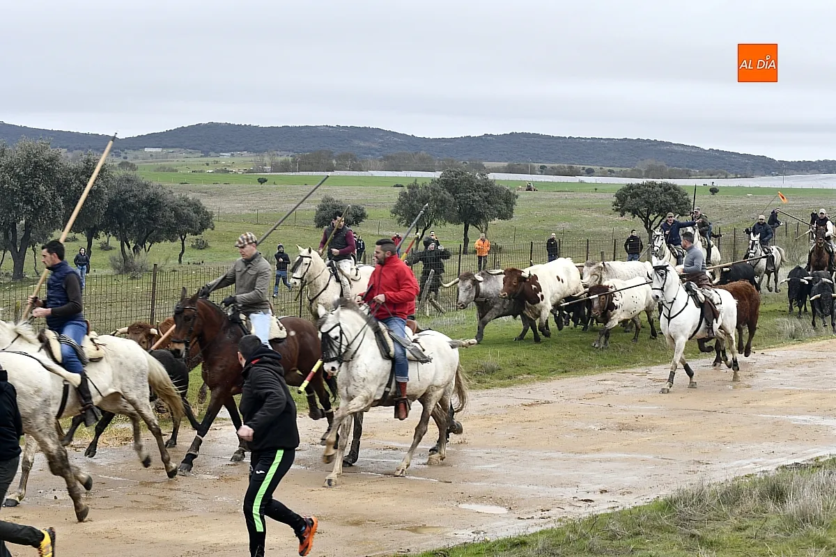 Encierro a caballo en ciudad Rodrigo