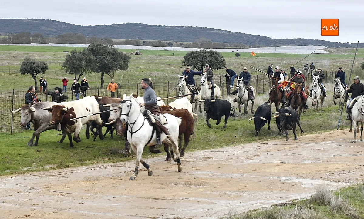 Encierro a caballo en ciudad Rodrigo