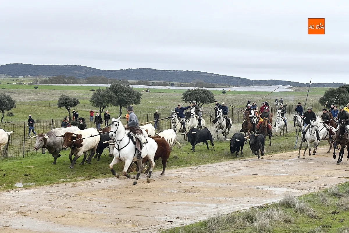 Encierro a caballo en ciudad Rodrigo