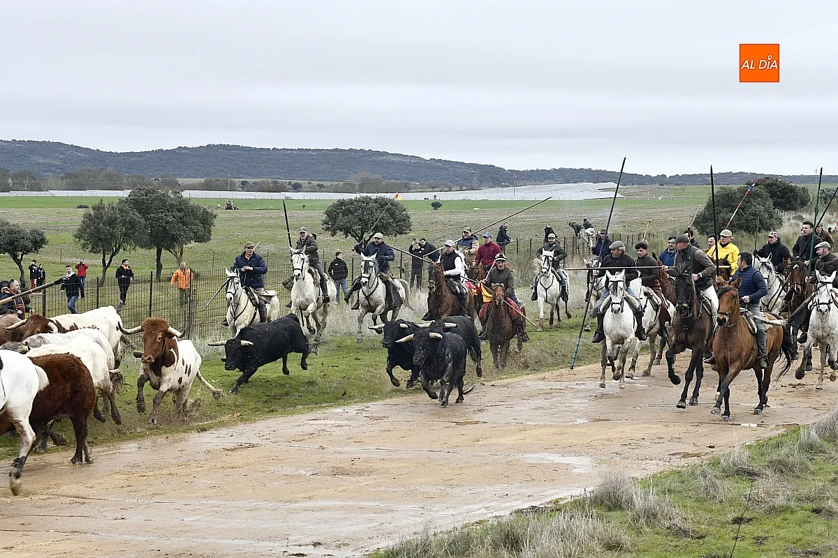 Encierro a caballo en ciudad Rodrigo