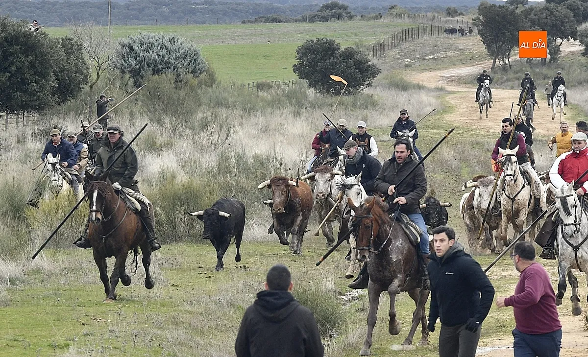 Encierro a caballo en ciudad Rodrigo