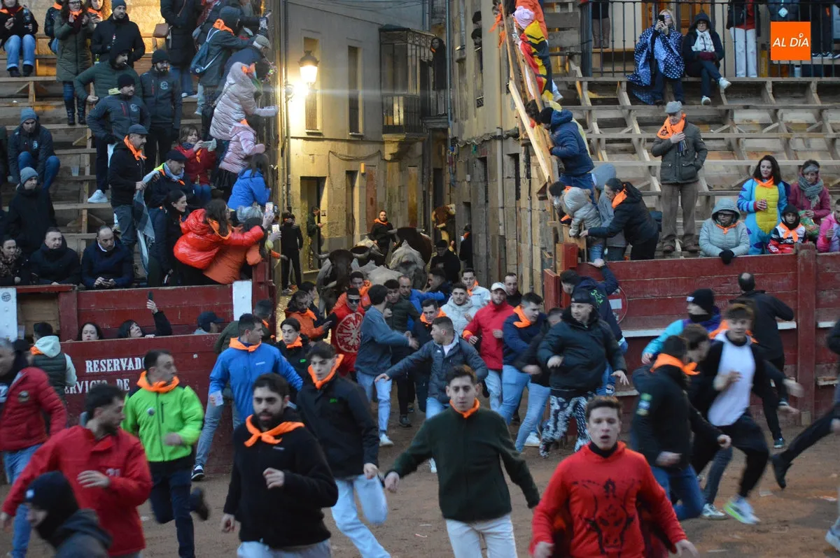Foto 13 - Ciudad Rodrigo disfruta de un primer encierro de bueyes r&aacute;pido y limpio con el recorrido abarrotado