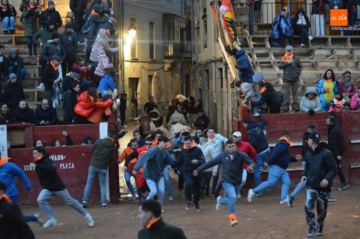 Foto 15 - Ciudad Rodrigo disfruta de un primer encierro de bueyes r&aacute;pido y limpio con el recorrido abarrotado