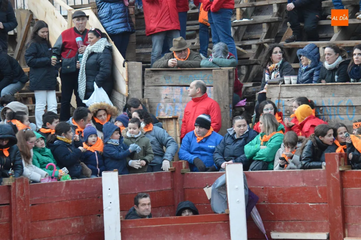 Foto 6 - Ciudad Rodrigo disfruta de un primer encierro de bueyes r&aacute;pido y limpio con el recorrido abarrotado
