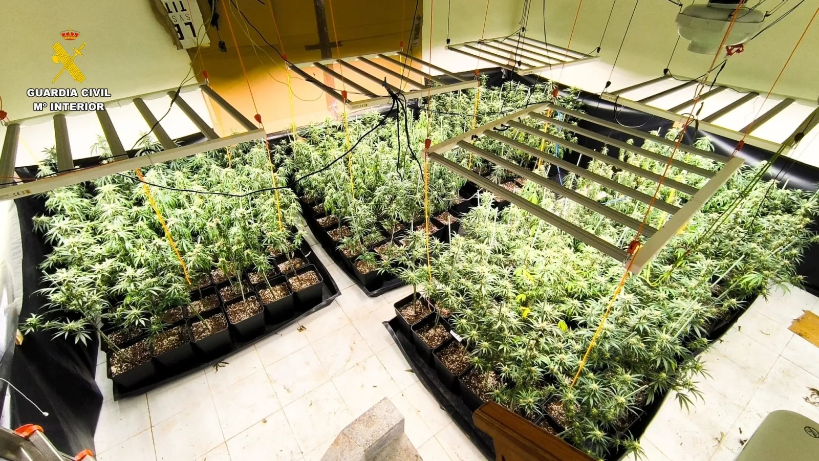 Foto 6 - Prisi&oacute;n para dos j&oacute;venes tras el hallazgo de 560 plantas de marihuana en un inmueble de Ciudad Rodrigo