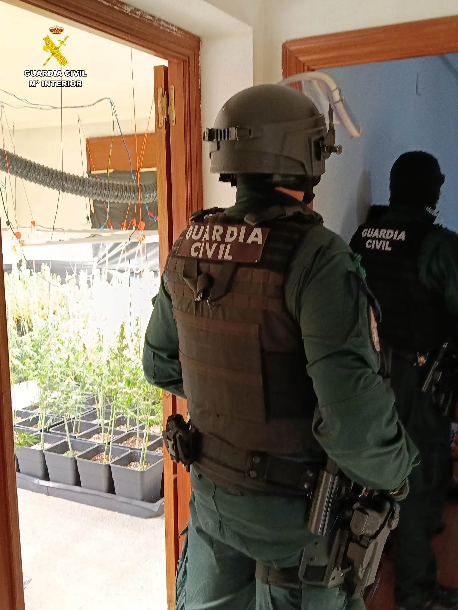 Foto 5 - Prisi&oacute;n para dos j&oacute;venes tras el hallazgo de 560 plantas de marihuana en un inmueble de Ciudad Rodrigo