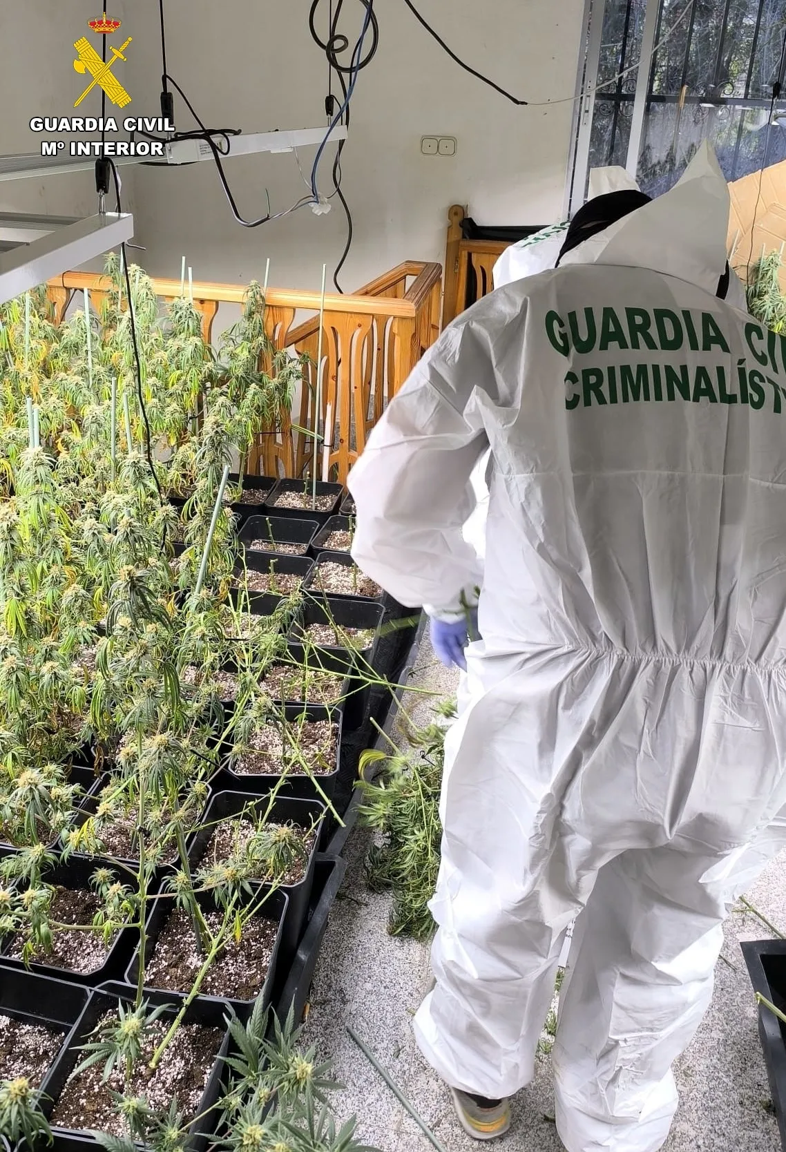 Foto 4 - Prisi&oacute;n para dos j&oacute;venes tras el hallazgo de 560 plantas de marihuana en un inmueble de Ciudad Rodrigo