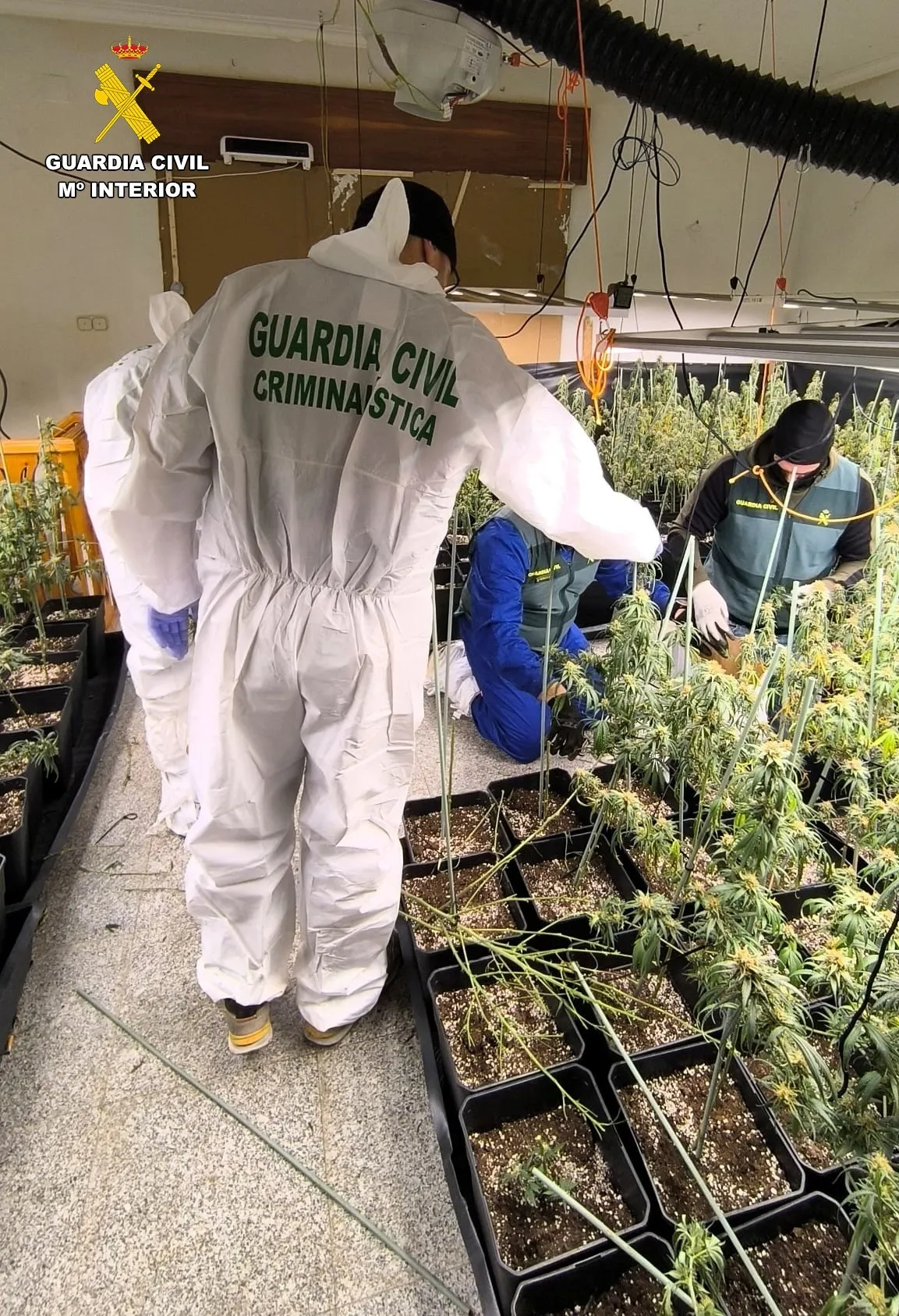 Foto 3 - Prisi&oacute;n para dos j&oacute;venes tras el hallazgo de 560 plantas de marihuana en un inmueble de Ciudad Rodrigo