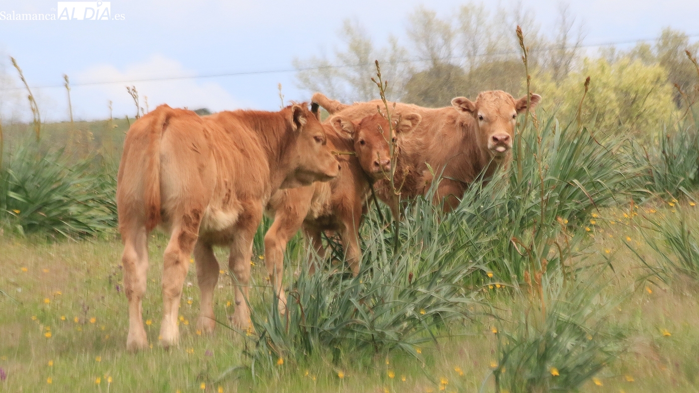 Mercado de ganado y lonja de Salamanca del 9 de febrero de 2026