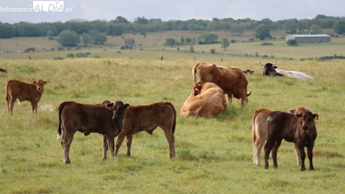 Mercado de ganado y lonja de Salamanca del 16 de febrero de 2026