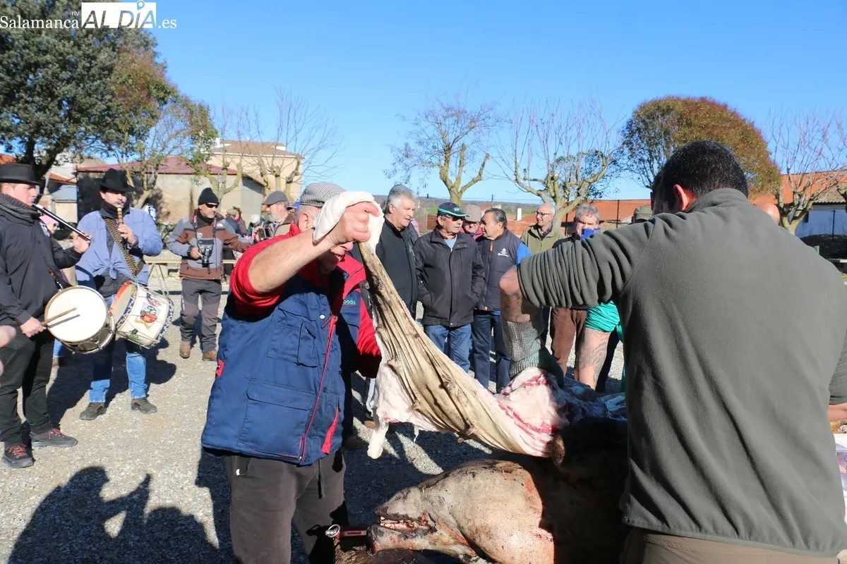 Fiesta de la Matanza Tradicional en Cipérez / CORRAL