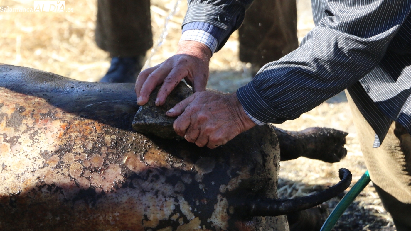 Fiesta de la Matanza Tradicional de Guadramiro 2026