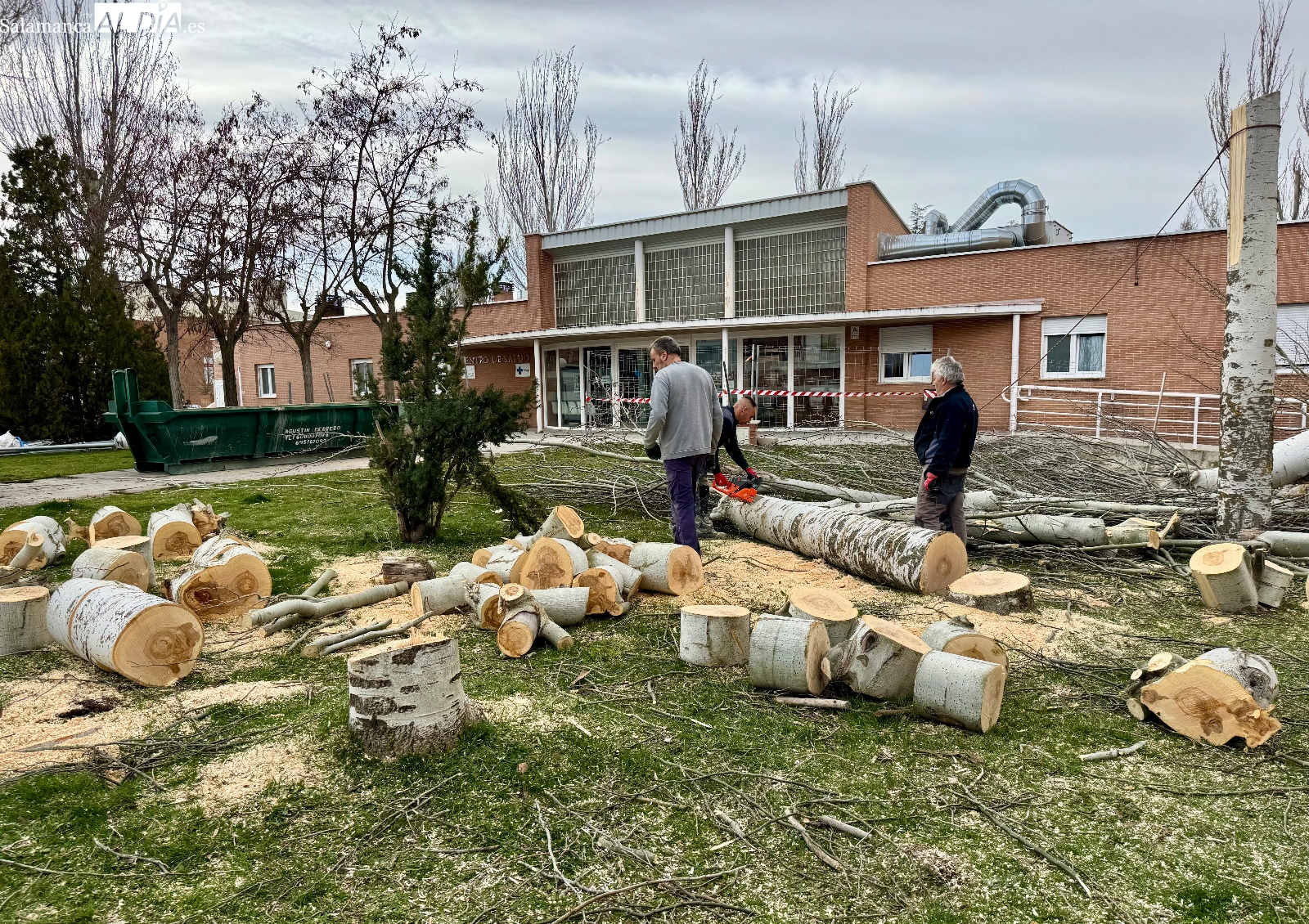 La ampliación del Centro de Salud de Peñaranda obliga a talar parte de sus árboles históricos