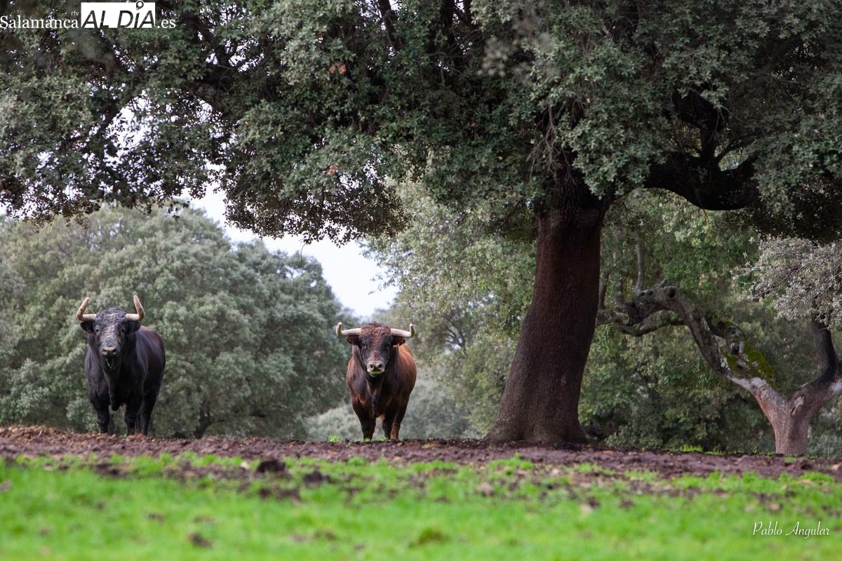 FOTOS | El legado de José Cruz en Cabezal Viejo, donde la bravura es sinónimo de armonía y entrega