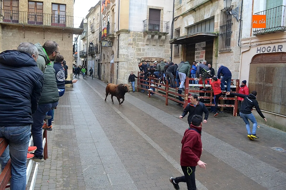 Foto 6 - Los 6 toros de la ganader&iacute;a Hermanos S&aacute;nchez realizan el encierro de martes de carnaval 
