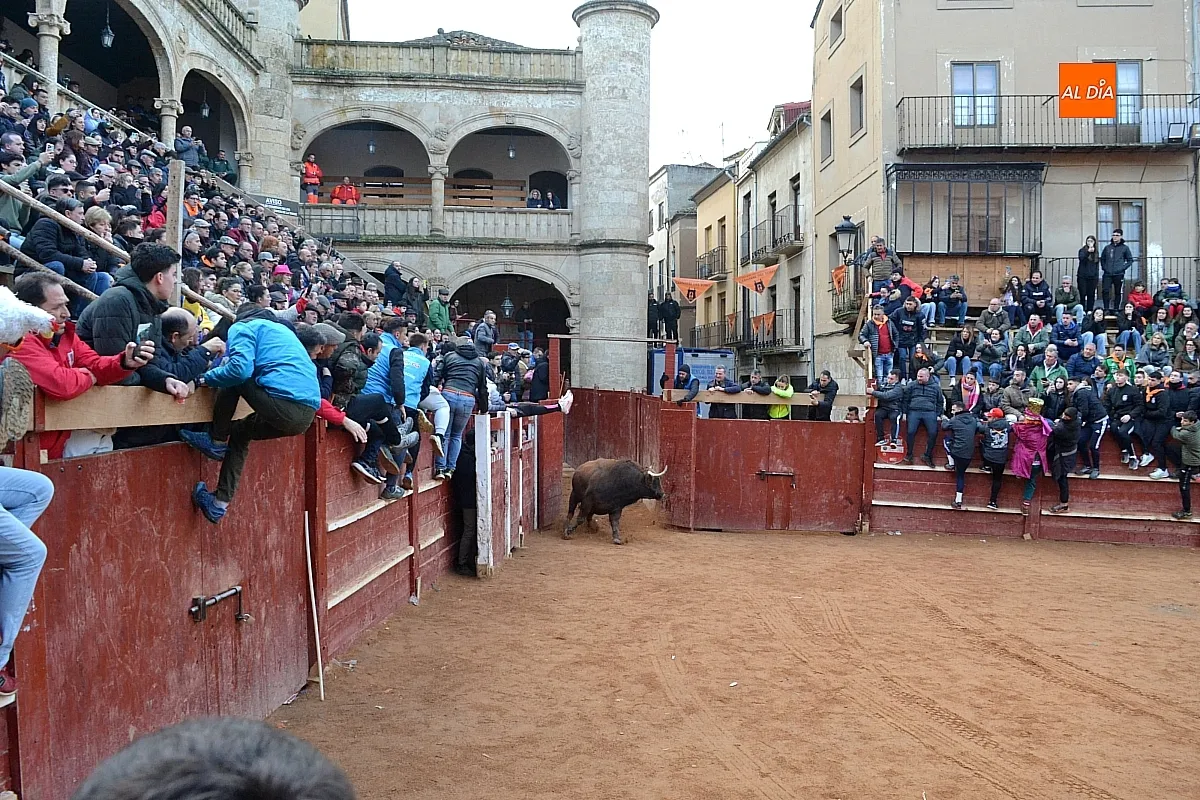 Foto 2 - Los 6 toros de la ganader&iacute;a Hermanos S&aacute;nchez realizan el encierro de martes de carnaval 