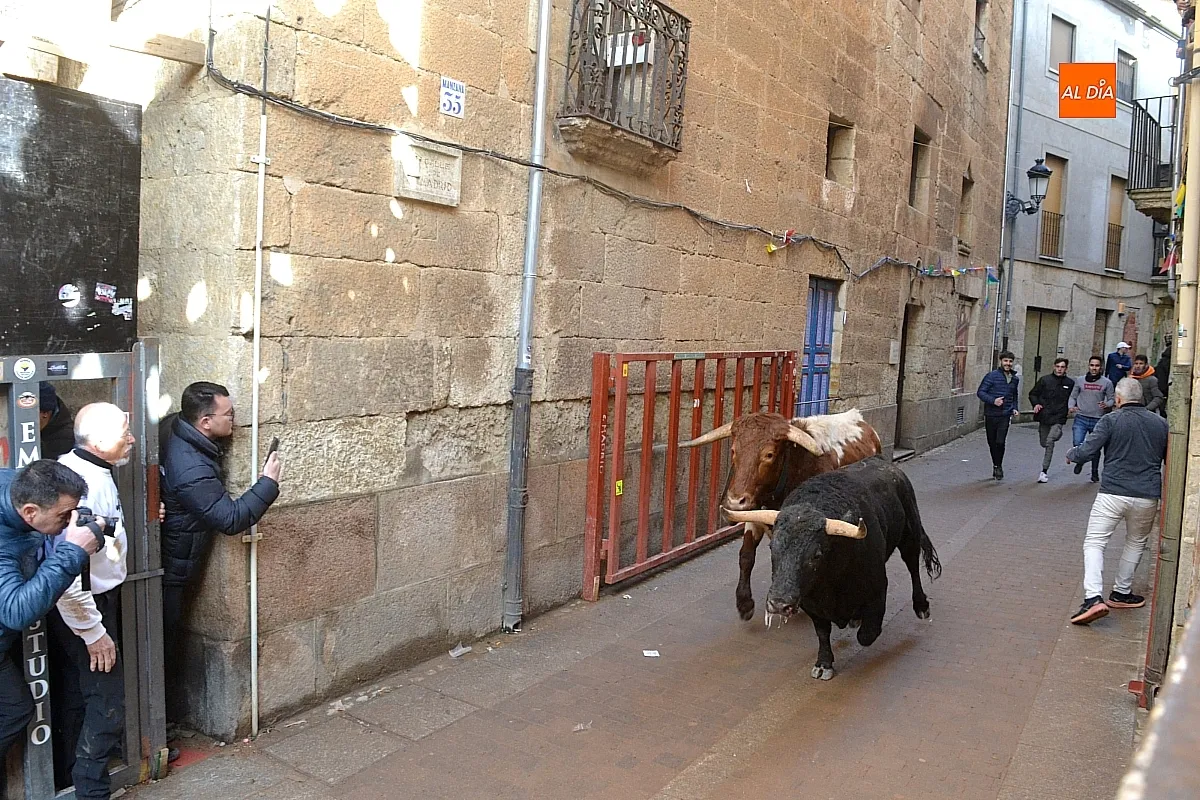 Foto 8 - Los 6 toros de la ganader&iacute;a Hermanos S&aacute;nchez realizan el encierro de martes de carnaval 