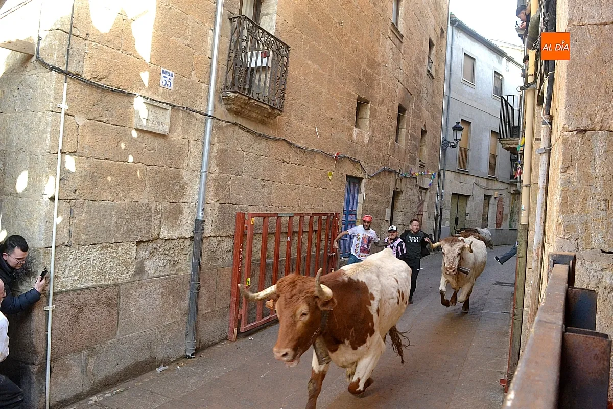 Foto 7 - Los 6 toros de la ganader&iacute;a Hermanos S&aacute;nchez realizan el encierro de martes de carnaval 