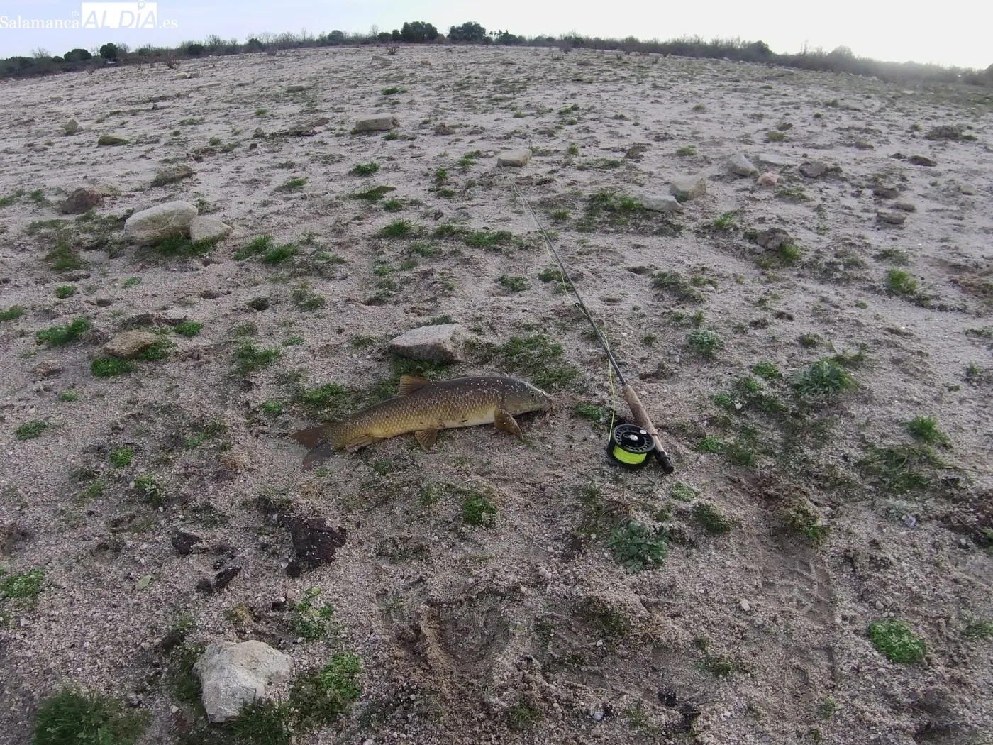 Pesca a mosca de carpas y barbos en la presa de Almendra / CORRAL