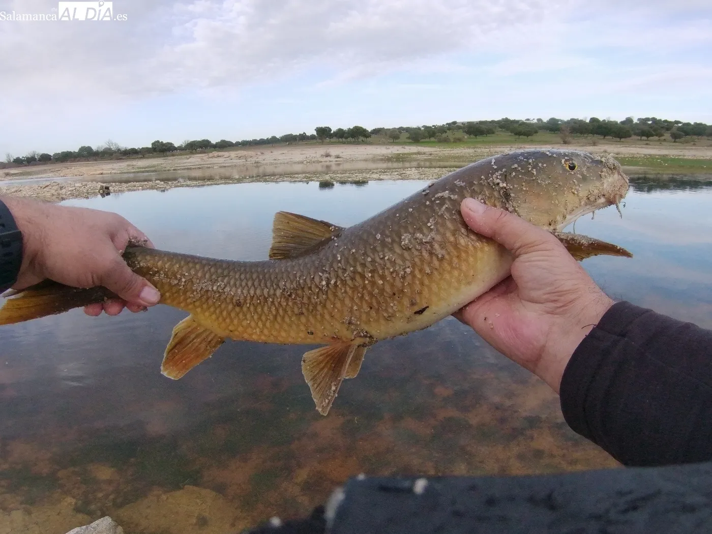 Pesca a mosca de carpas y barbos en la presa de Almendra / CORRAL