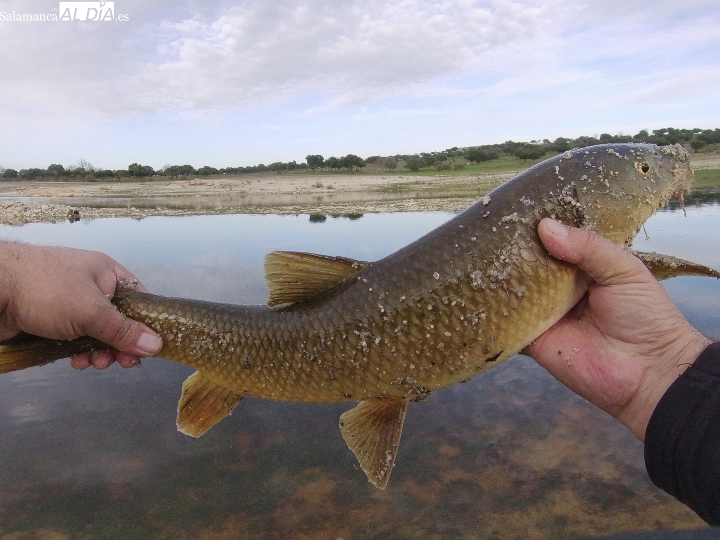 Almendra: excelente pesca de barbos a mosca en febrero