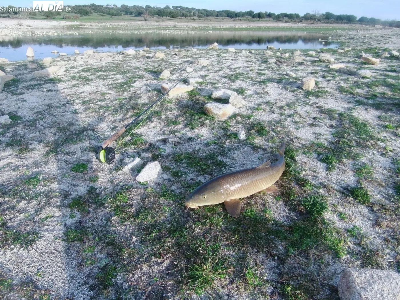 Pesca a mosca de carpas y barbos en la presa de Almendra / CORRAL