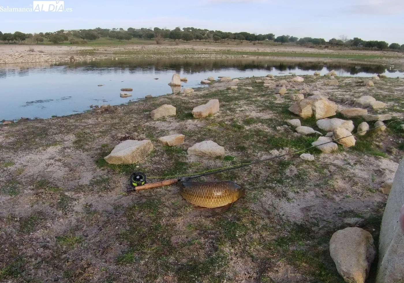 Pesca a mosca de carpas y barbos en la presa de Almendra / CORRAL