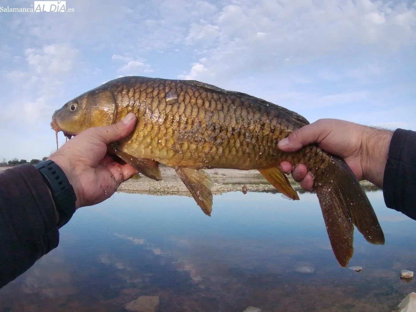 Pesca a mosca de carpas y barbos en la presa de Almendra / CORRAL