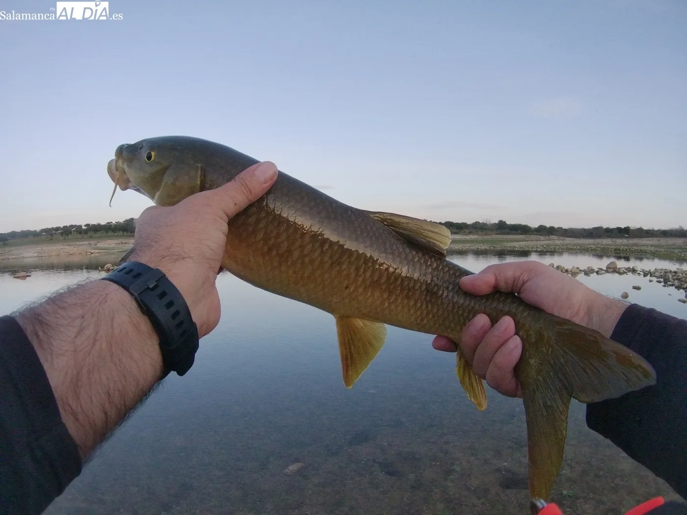 Pesca a mosca de carpas y barbos en la presa de Almendra / CORRAL