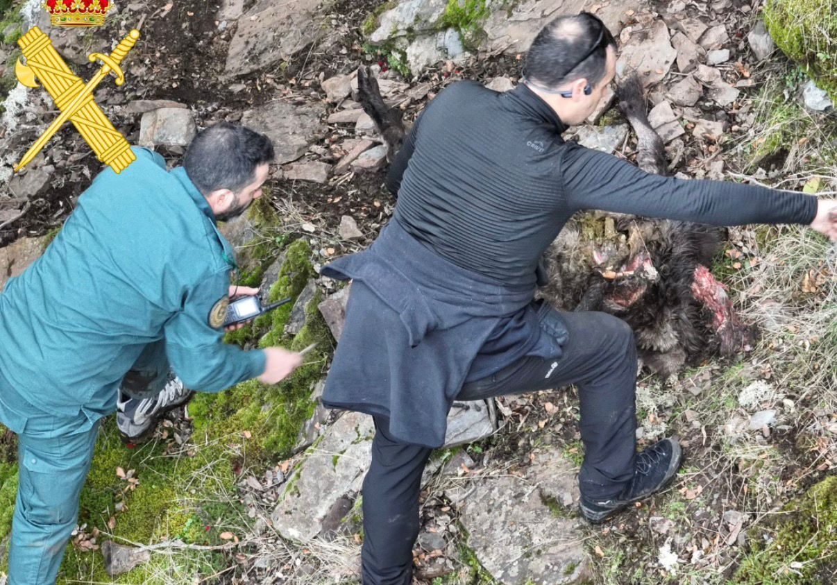 Investigado en Lagunilla por abatir una cabra montés ilegal