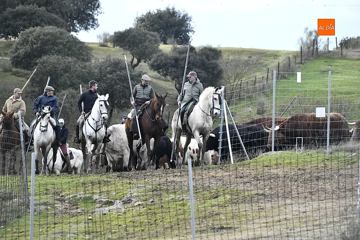 Trabajos de hermanamiento de los toros del Encierro a Caballo