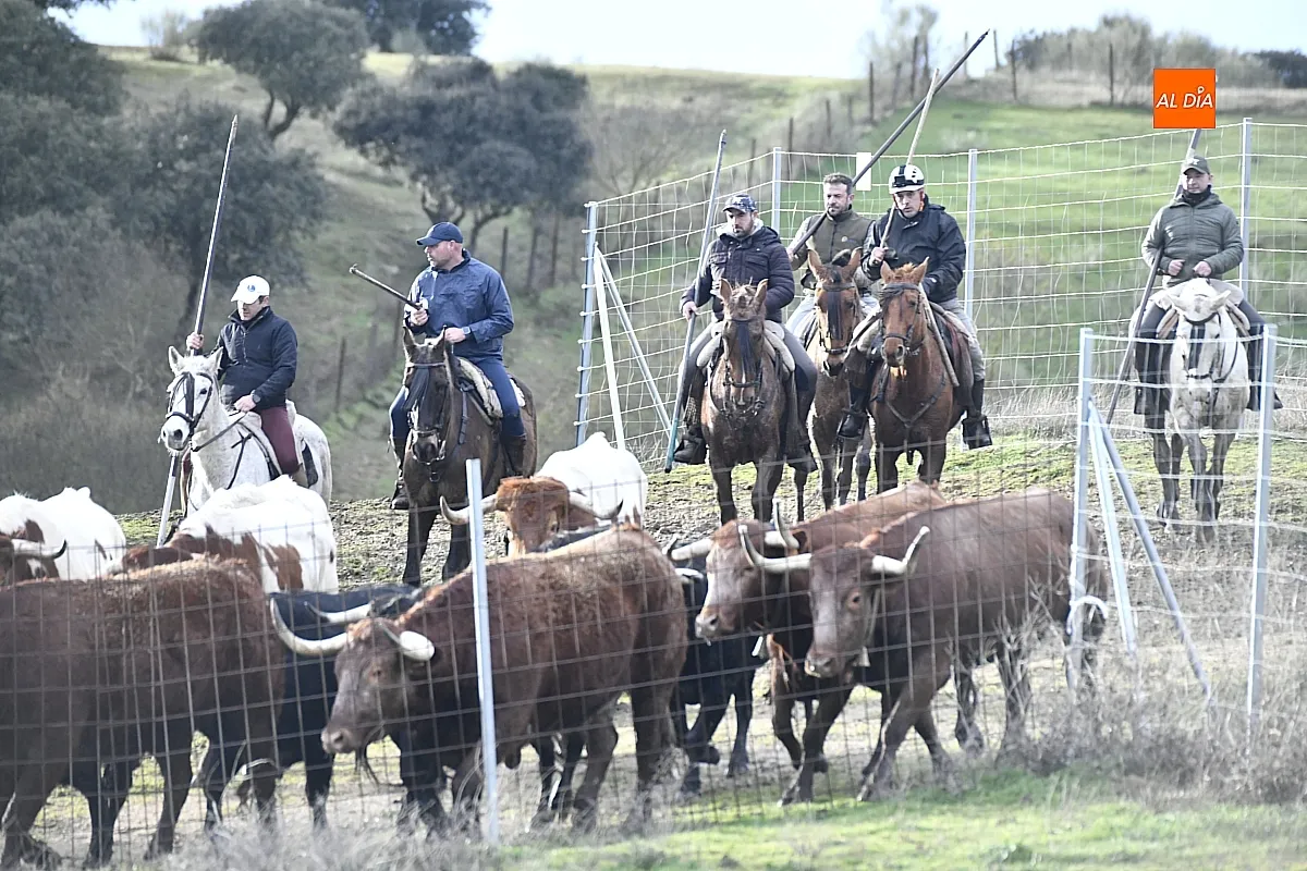 Trabajos de hermanamiento de los toros del Encierro a Caballo