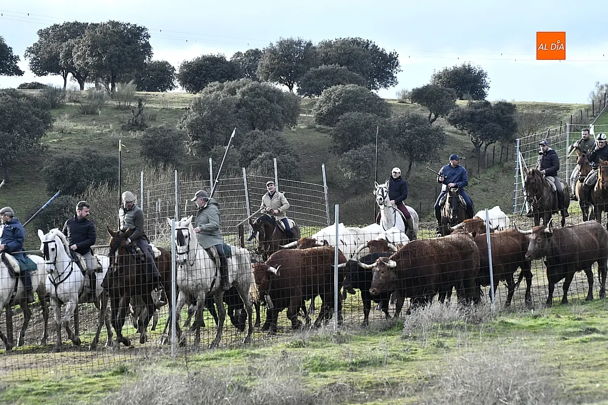 Trabajos de hermanamiento de los toros del Encierro a Caballo