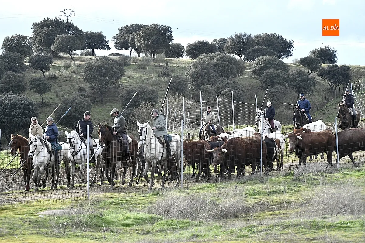 Trabajos de hermanamiento de los toros del Encierro a Caballo