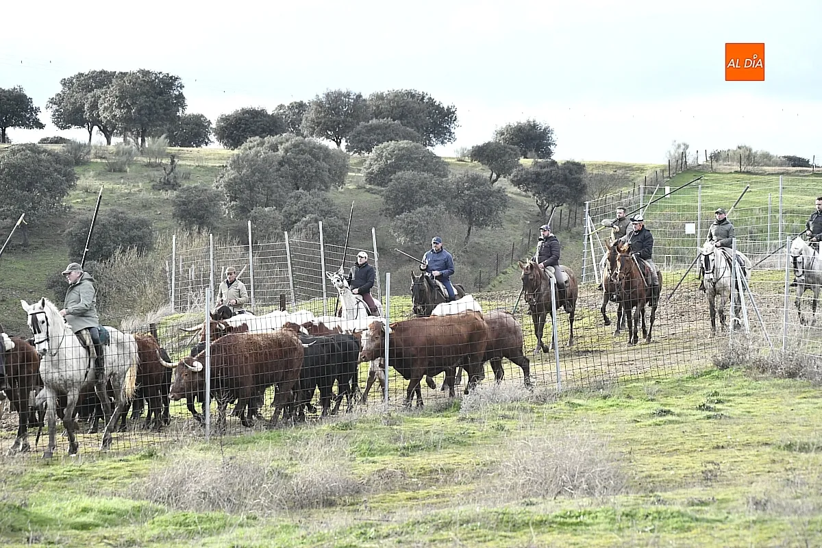 Trabajos de hermanamiento de los toros del Encierro a Caballo